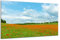DARO Design - Wand-Bild auf 6mm HDF 70x50 cm Blumenwiese Mohn-Blumen - Wand-Deko Bilder Geschenk