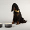 Scruffs Ombre 2pc Ceramic Dog Bowl Set - Grey 15cm