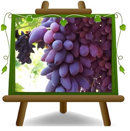 EURO PLANTS VIVAI Vite Pizzutello Nero - Pianta da Frutto Antico su Vaso ø 15 cm - Altezza 120~130 cm - Età 2 Anni