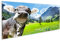 islandburner Bild auf Leinwand Kuh In Den Schweizer Alpen Bilder Wandbilder Poster