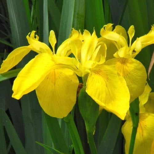 6 xIris Pseudacorus - Iris Pseudacorus Topf 9x9cm