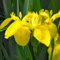 6 xIris Pseudacorus - Iris Pseudacorus Topf 9x9cm