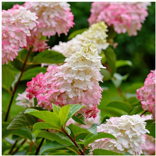 Hydrangea Paniculata Pink Lady in 2L Pot, Stunning Flowers 3fatpigs®