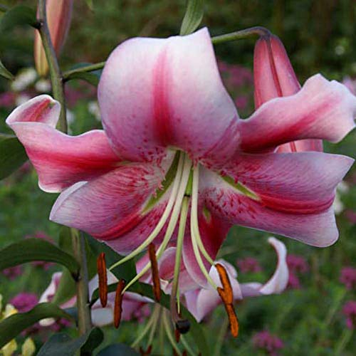 Orientalische Lilien Kollektion (2-6Pflanzen/Zwiebeln) Mix Von 3 Sorten Für Garten,3 Von Jeder Farbe,Lilien Zwiebeln Winterhart Mehrjährig,Garten Lilien Pflanzen (4Zwiebeln,B)