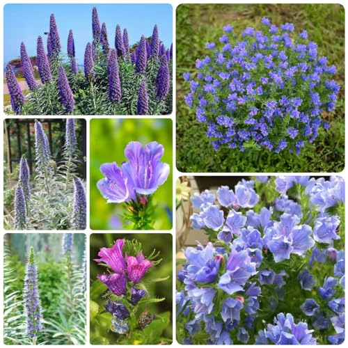 300 pcs blumensamen natternkopf samen wildblumensamen topfpflanzen gartensamen bonsai samen garten pflanzen pflanzensamen gartenblumen mehrjährig winterhart balkonpflanzen winterhart