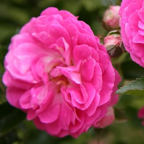 2x Kletterrose 'Dorothy Perkins' - Rosa 'Dorothy Perkins' - Topf - Stark wachsende Gartenkletterrose