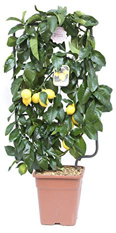 Citrus limonum, Limone, Agrumi, Spalliera, Pianta vera, Pianta da terrazzo, Albero da frutto, Mediterranea