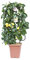 Citrus limonum, Limone, Agrumi, Spalliera, Pianta vera, Pianta da terrazzo, Albero da frutto, Mediterranea