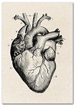 Vintage menschliche Anatomie Wand Bilder menschliches Herz Medizinische Ausbildung Leinwand Bild Nordic Style Poster Modernes Wohnzimmer Schlafzimmer Dekor Bilder （Kein Rahmen）