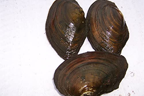 Gartenteich-Wasserfilter- Teichmuscheln gegen Algen im Teich (10 mittlere Teichmuschel)