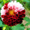 Seeds Semi di Dalia Fiore Bonsai splendidi colori misti della dalia balcone Pianta in vaso Per fai da te Casa Giardino 50 pc/Bag: Seeds not a live plants