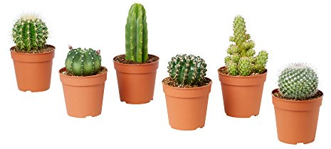 Deko-Kakteen, Set bestehend aus 6 echten Sukkulenten, 'Mexiko', in 5-cm-Vase