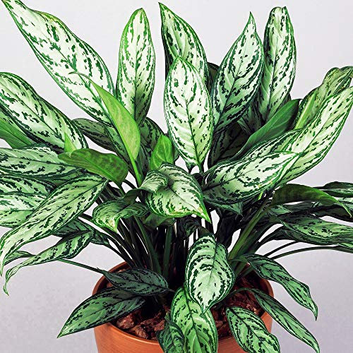 Aglaonema Maria Cristina Premium | Planta China Perenne | 25-35cm en Maceta
