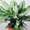 Premium Aglaonema Maria Christina | Chinesisch immer grüne Pflanze | 25-35cm getopft