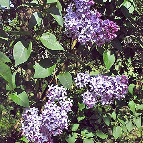 10x Gemeiner Flieder Topf 40-60 cm - Blattfarbe Grün - Blütenfarbe: Rosa - Laubabwerfend - Blühende Pflanze - Herrlich duftend - Insektenmagnet - Vogelfreundlich