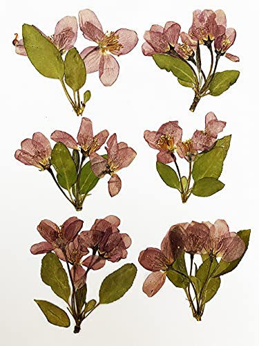 HANDI-KAFU 6 Stück Begonia echte natürliche getrocknete gepresste Blumen für Harz Kunst Handwerk DIY