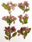 HANDI-KAFU 6 Stück Begonia echte natürliche getrocknete gepresste Blumen für Harz Kunst Handwerk DIY