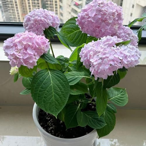 30 Pcs Hortensien Samen - Hortensie - Blumensamen Balkon, Winterharte Kübelpflanzen,Hydrangea Macrophylla, Blumenwiese Samen, Steingartenpflanzen Winterhart Topfpflanzen Draußen Winterhart,