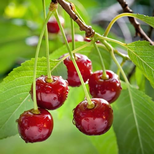 Kirschbaum - Prunus avium Regina - Rote Kirsche - Obstpflanze - Topf 21cm Höhe 90cm
