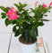 Pianta Dipladenia Rosa, Altezza 30cm