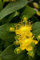 Hypericum calycinum 'Rose von Sharon' ca. 9x9 cm Topf - Johanniskraut, gelbe Blüten, Blütezeit Juni-August, bodendeckend, pflegeleicht, winterhart