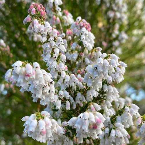 50 Pcs Heidekraut Winterhart Samen, Dachbegrünung Bodendecker Pflanzen Winterhart, Calluna Vulgaris, Wildblumensamen Nachhaltige Geschenke Für Frauen Wildflower Gartendeko Für Draußen