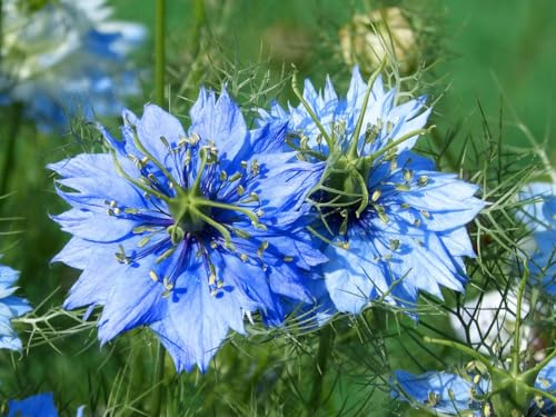 Nigella sativa, Schwarzkümmel 200 samen