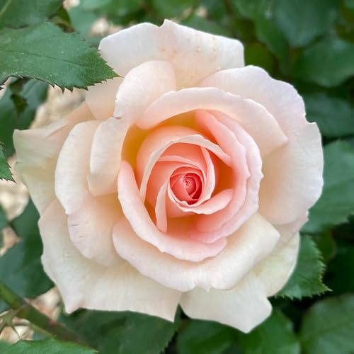 YouGarden Harkness Roses Chandos Beauty ® in 4 Litre Pot, Ideal For Beds, Borders Or Patio Planting, Rose Bushes For Garden Ready To Plant Highly Fragrant, Apricot Rose Plant Growing