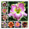 Pinkdose So Bright 30 Pcs Hybrid Mixed Bonsai Taglilie Blumen Bonsai Farbe Hybrid Hemerocallis Bonsai Neuer Tag Lily Bonsai Garden Decor: gemischt