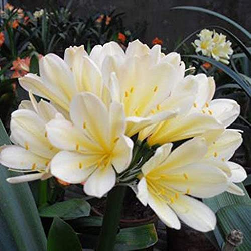 Aamish 30 Stück weiße Clivia-Blumensamen