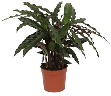 Calathea Elgergrass – Korbmarante – Zimmerpflanze 35cm hoch – Ø12cm – Schmale gewellte Blätter – Pflegeleicht & luftreinigend – Ideal für Bad, Küche & Wohnraum