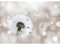 Runa Art Fototapete Pusteblumen 352 x 250 cm Vlies Tapeten XXL Moderne Wandtapete Wohnzimmer Schlafzimmer Beige 9155011b