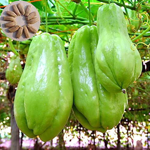 50 Stück Chayote-Samen, essbar, gute Ernte, hervorragende Produktion von Gartensamen zum Anpflanzen Chayote-Samen