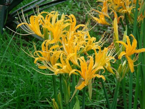 Bellissimo Lycoris bulbi, Giglio Ragno pianta vera,Piante perenni,Decorazione del giardino, bulbi belli e sani(non fiori artificiali)-2 bulbs-E