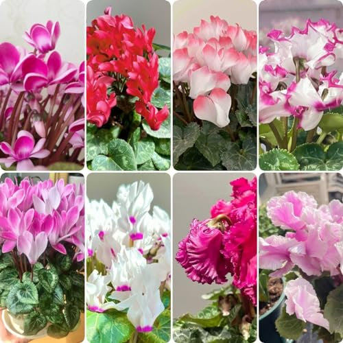 500 pz Semi di ciclamino perenni aiuola, piante da giardino rocciose resistenti Ciclamino persico fiori, aiuola di erbe fiori di campo piante perenni resistenti piante in vaso resistenti