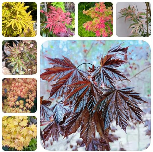 50 pcs Ahornbaum Kaufen Samen, Baum Samen, immergrüne pflanzen winterhart Japanischer Ahorn - garten geschenke, zimmerpflanze bonsai baum, nachhaltige geschenke winterharte pflanzen