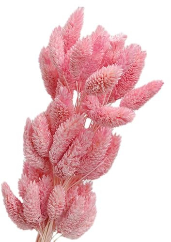 rockible Trockenblumenstrauß, dekorativ, Trockenblumen, Trockenblumen-Dekor für Party-DIY-Arrangement, Leuchtend rosa