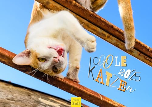 Edition Seidel Premium Kalender Coole Katzen 2025 Format DIN A3 Wandkalender Katzenkalender Haustiere Kätzchen Katze Kater Kitten lustige Sprüche