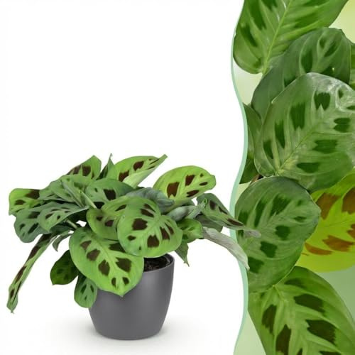 Maranta Fascinator Kerchoveana - Zebra-Pflanze - Haustierfreundliche Pflanze - Grün - 4 Pflanzen - mit Potter Grau - 25cm - Ø12cm - Zimmerpflanze - Komplettes Set - Pflanze mit Topf