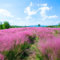 50 pcs ziergras samen winterhart mehrjährig - dekopflanzen bonsai kaufen,Muhlenbergia capillaris,ziergräser deko büro seeds garden pflanzen winterharte topfpflanzen draußen winterhart