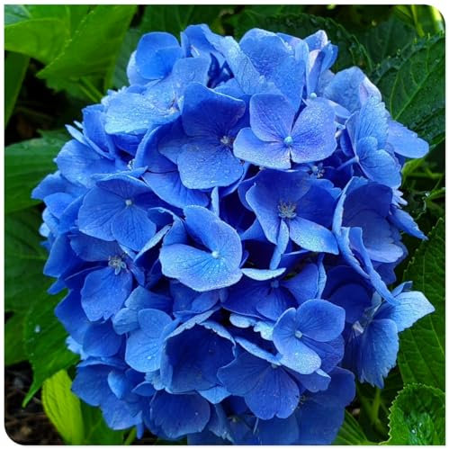 Los bulbos de hortensias de colores mixtos son resistentes al calor y fáciles de cultivar para flores de jardín de interior y exterior-1bulbo-F