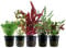 AquaOne Aquarium Pflanzen I 5X Wasserpflanzen I Mittelgrund Aquarienpflanzen I Alternanthera Bacopa Limnophila Hygrophila I Set mit 5 Mittelgrundpflanzen