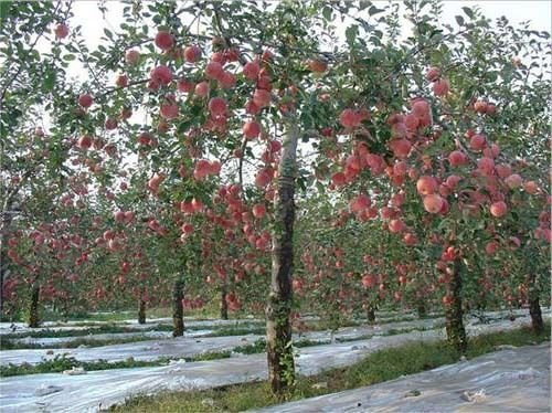 15 Halber Fuji-Apfelbaum (Malus Pumila 'Fuji') CombSH