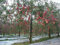 15 Halber Fuji-Apfelbaum (Malus Pumila 'Fuji') CombSH
