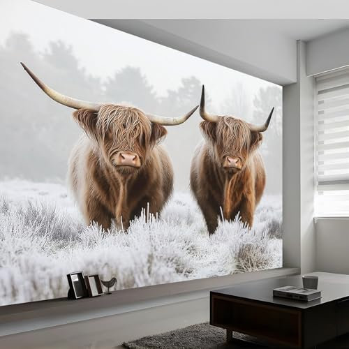 Photo Wallpaper Animal Photography Highland Cows Murals, Light Wall Mural Photo Wallpaper, 500 x 280 cm (W x H) Wallpaper Mural Wall Art for Living Room Bedroom Children's Room Corridor