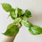 efeutute zimmerpflanze samen -,bodendecker winterhart mehrjährig pothos pflanze kräuter samen,saatgut blumenwiesensaat,balkongewächshäuser essbare blüten,hochbeet balkon 60pcs