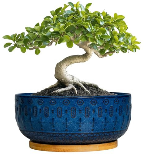 Fivepot Bonsai Pots - 8 Inch Ceramic Succulent Pots with Drainage Hole and Saucer, Planters for Indoor Plants, Modern Round Decorative Flower Planter, Home Decor, Housewarming Gifts, Blue