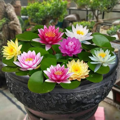 100 graines de fleur de lotus, graines de lotus en bol de bonsaï de couleurs mélangées, graines de lotus d'eau, graines de lotus en bol for la maison, le jardin, le balcon