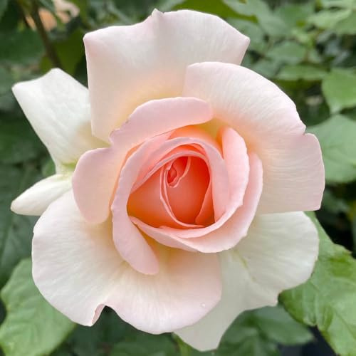 YouGarden Harkness Rose 'Best Mum Ever', Gift Wrapped Established Rose Plant in 4 Litre Pot, Ready to Plant, For Pots, Beds, and Borders, Garden Plants Gift Wrapped