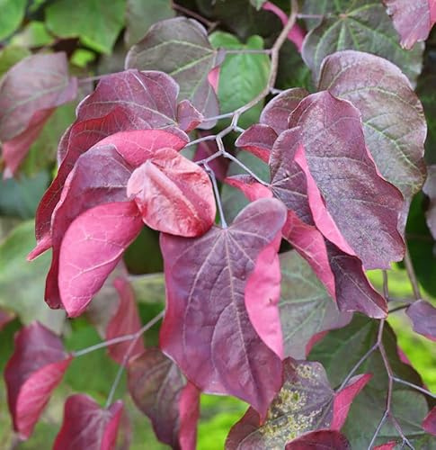 Roter Judasbaum Forest Pansy 40-60cm - Cercis canadensis - lebende Gartenpflanze aus den Baumschulen